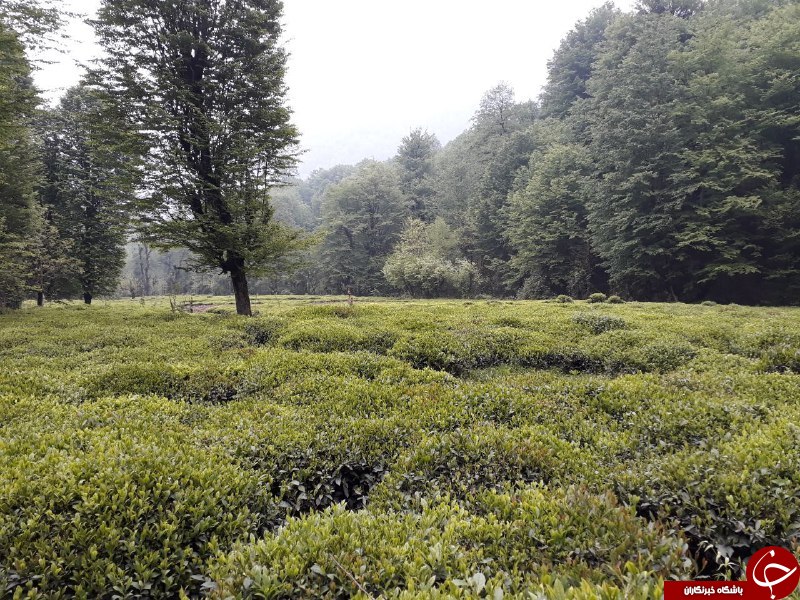 چشماندازی از طبیعت زیبا در رودسر + تصاویر چشماندازی از طبیعت زیبا در رودسر + تصاویر