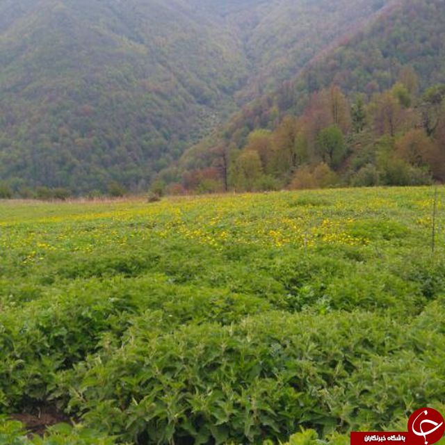 چشماندازی از طبیعت زیبا در رودسر + تصاویر چشماندازی از طبیعت زیبا در رودسر + تصاویر