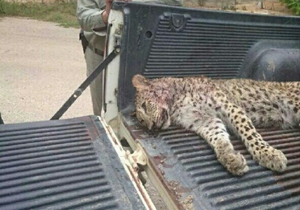 مرگ ۱۴ گونه نادر جانوری در مازندران