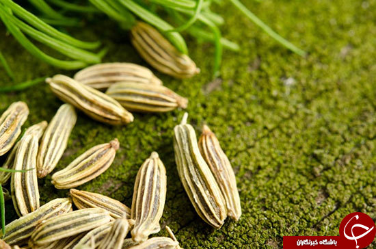 بررسی خواص معجزه آسای رازیانه