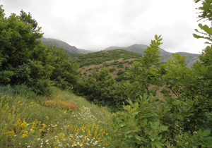جلوگیری از قطع ۵۰۰ اصله درخت در لردگان