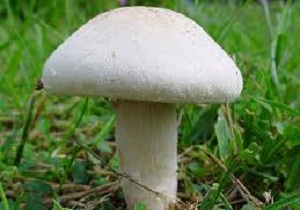 هپاتیت برق آسا جان گرفت