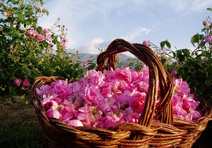 آغاز برداشت گل محمدی از مزارع چهارمحال و بختیاری