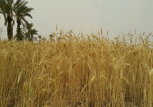 آغاز نخستين بار برداشت گندم در اروندکنار