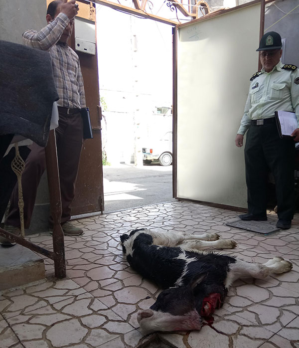 دستگیری فردی که در قوچان اقدام به کشتارغیرمجاز می کرد