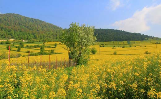 مناظری جذاب و بی‌نظیر از طبیعت در چهاردانگه + تصاویر