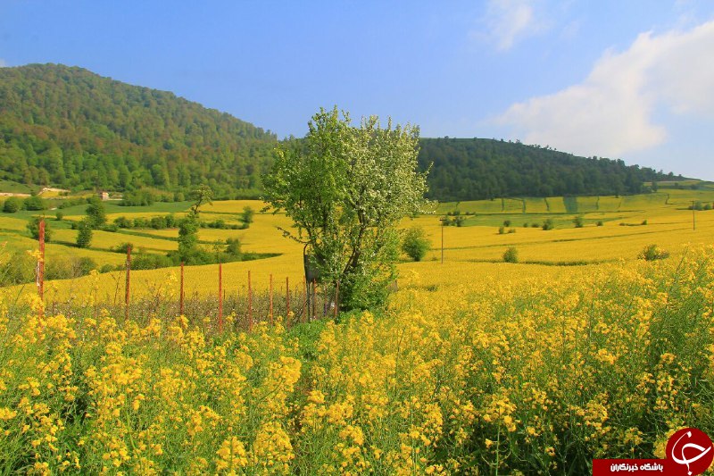 مناظری جذاب و بی&zwnj;نظیر از طبیعت در چهاردانگه + تصاویر