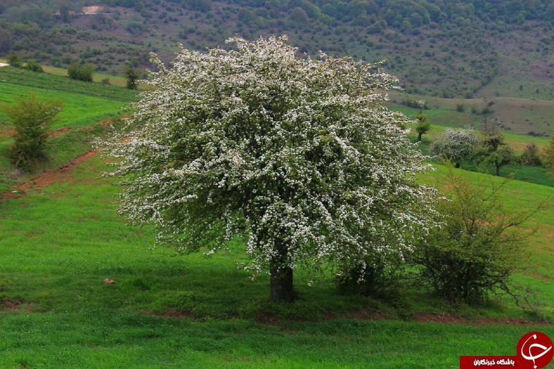 طبیعت جادویی و دل&zwnj;نواز در هزارجریب + تصاویر