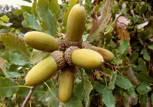 سفر یکروزه استاندار چهارمحال و بختیاری به کوهرنگ