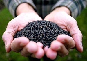 خرید بیش از 4 هزار تن کلزا از کشاورزان دزفول