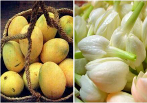برگزاری جشنواره انبه و یاسمین‌گل در میناب