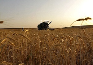 پیش بینی تولید 59 هزار تن جو در خراسان جنوبی