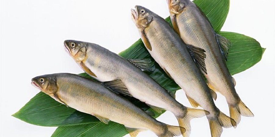 نرخ مصوب انواع ماهی در میادین میوه و تره بار+ جدول