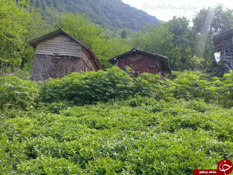طبیعت زیبا و جذاب در &laquo;جواهردشت&raquo; + تصاویر