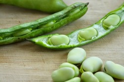 ممنوع بودن مصرف باقلابرای بیماران فاویسمی