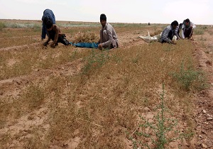 آغاز برداشت زیره سبز در کشتزار‌های شهرستان خاتم