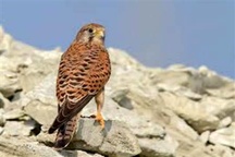 کشف پرندگان قاچاق در سبزوار