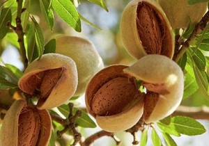 اختصاص اراضی کشاورزی دزفول به کشت بادام