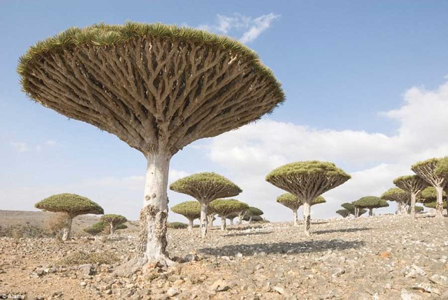 خبر