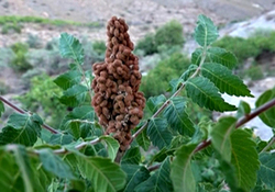 روشی کاربردی برای آب دادن به گل و گیاه +فیلم