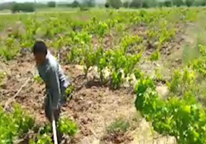 مزارع کشاورزی روستای "پابند" در قاب دوربین شهروندخبرنگار + فیلم