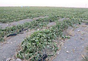خسارت به بخش کشاورزی براثروقوع سیلاب