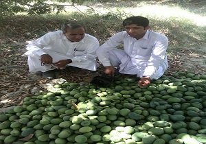 برداشت انبه از سطح باغات سیستان وبلوچستان