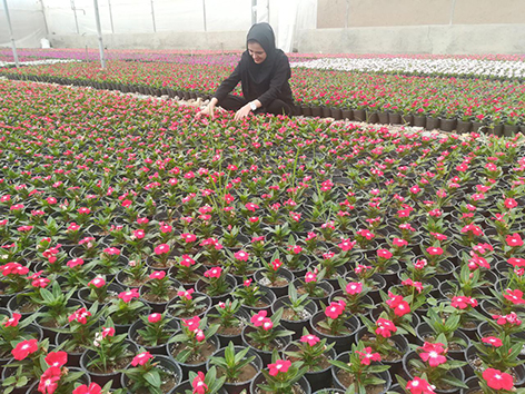 صنعت گل و گیاه جایگزینی مناسب برای درآمدهای نفتی
