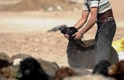باند سرقت احشام در تایباد متلاشی شد