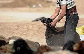 باند سرقت احشام در تایباد متلاشی شد