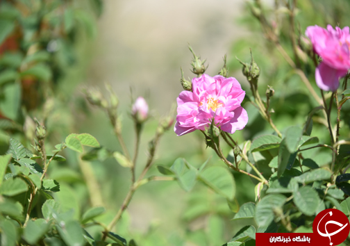 سفر به منطقه گل و گلاب مازندران&nbsp;