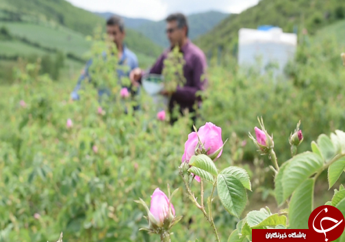 سفر به منطقه گل و گلاب مازندران&nbsp;