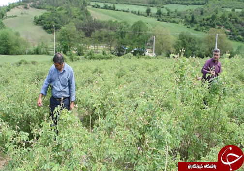 سفر به منطقه گل و گلاب مازندران&nbsp;