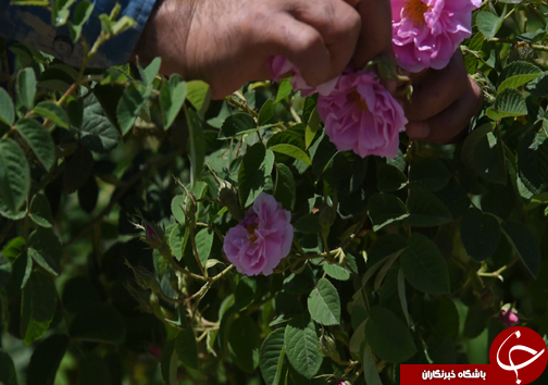 سفر به منطقه گل و گلاب مازندران&nbsp;