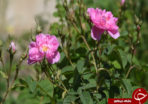سفر به منطقه گل و گلاب مازندران&nbsp;