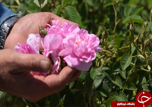 سفر به منطقه گل و گلاب مازندران&nbsp;