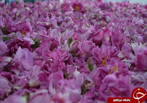 سفر به منطقه گل و گلاب مازندران&nbsp;