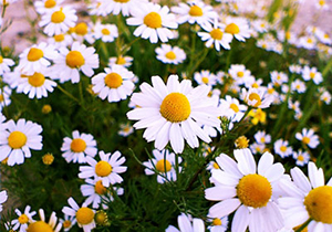 شناسایی ۱۱ هکتار از اراضی مستعد گیاهان دارویی/برداشت ۱۵۰ تن گیاهان دارویی از اراضی استان