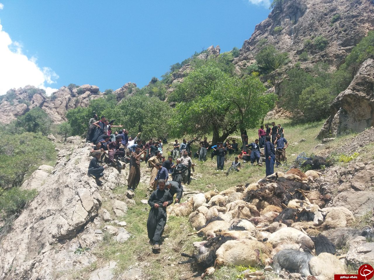 ۴۰۰ راس گوسفند در حمله ۲ پلنگ به گله تلف شدند
