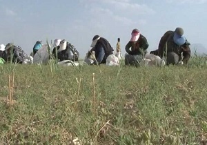 آغاز برداشت زیره سبز در دهستان چاهک