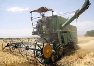 پیش بینی افزایش بیش از ۵۰ درصدی گندم دراستان کردستان