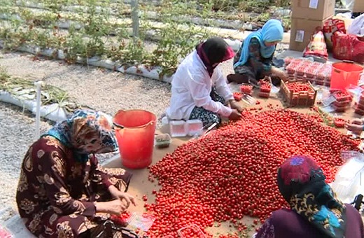 بزرگترین مجتمع گلخانه&zwnj;ای کشوردر ساوه ۸ میلیون دلار محصولات گلخانه&zwnj;ای صادر کرد.
