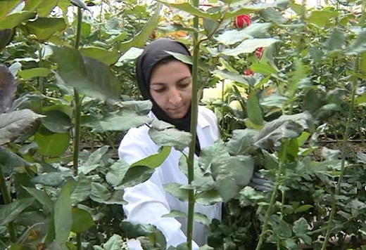 بزرگترین مجتمع گلخانه&zwnj;ای کشوردر ساوه ۸ میلیون دلار محصولات گلخانه&zwnj;ای صادر کرد.