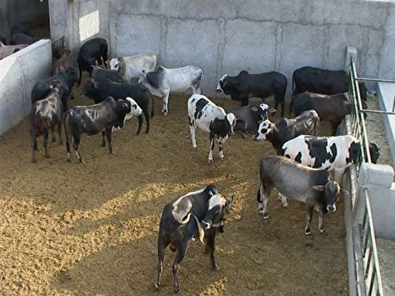 بهره برداری از ۱۸گاوداری پرواری در میناب