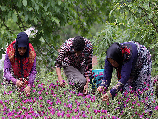 آغاز برداشت گل گاو زبان در شهرستان مینودشت