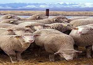 اختصاص 210 میلیارد ریال اعتباربرای جبران خسارت دامداران مناطق زلزله زده