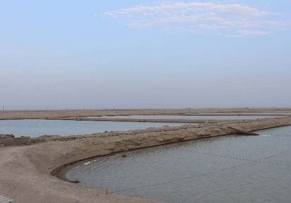 ذخیره سازی لارو (بچه) میگو در شهرستان دیلم آغاز شد
