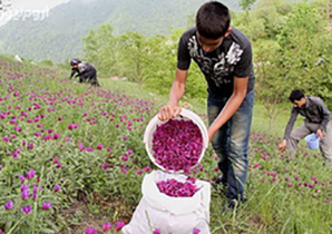 توسعه کاشت گیاهان دارویی از سیاست های جهاد کشاورزی تیران وکرون است