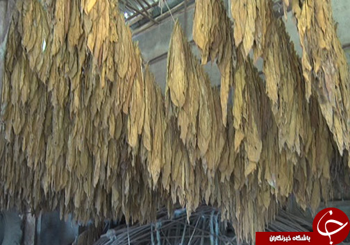 کاهش سطح کشت توتون در گلستان و چالش&zwnj;های آن برای کشاورزان / آیا حمایت از محصول داخلی شامل توتون کاران نمی&zwnj;شود؟