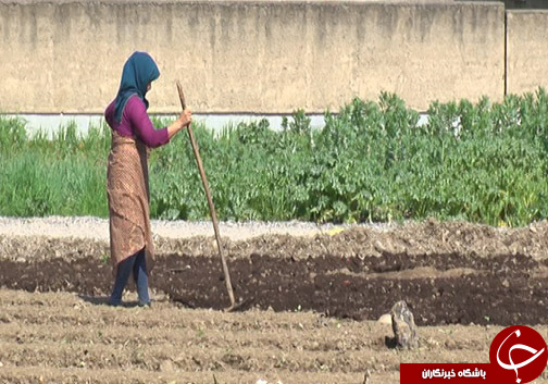 کاهش سطح کشت توتون در گلستان و چالش&zwnj;های آن برای کشاورزان / آیا حمایت از محصول داخلی شامل توتون کاران نمی&zwnj;شود؟